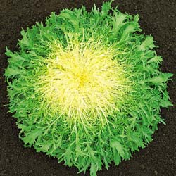 Chicria frisada Glory